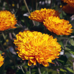 Obraz premium Pink chrysanthemum flowers
