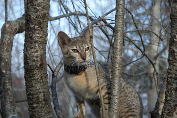 Cat in a Tree in Winter