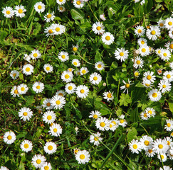 summer daisy field