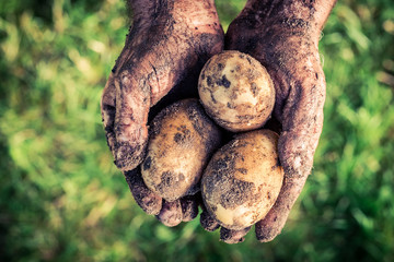 Ripe potatoes in hands