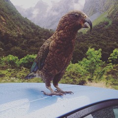 Kea at Milford Sound