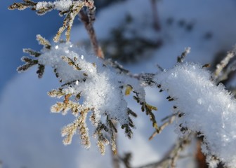 Schnee und Eiskristalle auf Winterzweig