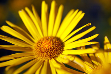 Yellow flower blossoming in spring time