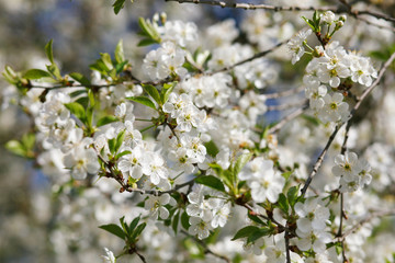 white flowers blooming on branch