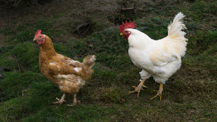 Fototapeta premium free-range chiken. hens cock