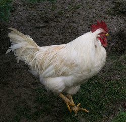 free-range chiken. hens cock