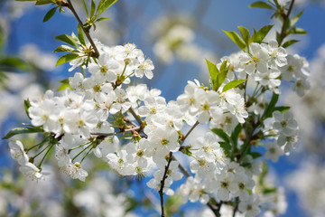 white flowers blooming on branch