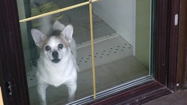 small aggressive dog guard his own house