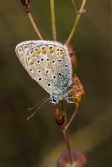 Polyommatus icarus, Common Blue butterfly from Lower Saxony, Germany