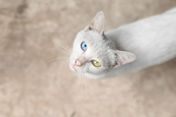 A white cat with two different colored eyes standing on a blurred background. One blue and a yellow eye. she look straight at you.