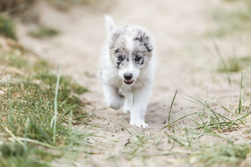 Fototapeta premium A sweet little gray border collie puppy is running towards you over sand with grass growing on both sides.