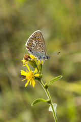 Common Blue butterfly (Polyommatus icarus) from Lower Saxony, Germany