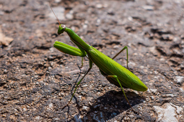 Praying mantis