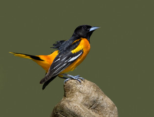 Fototapeta premium Northern Baltimore Oriole (Icterus galbula)