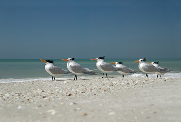 Royal Terns (Sterna maxima)