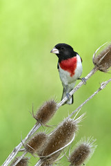 Male Rose breasted Grosbeak (Pheucticus ludovicianus)