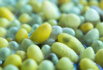 Boiling cocoon in a pot to prepare a cocoon silk
