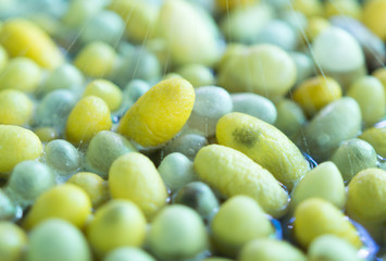 Boiling cocoon in a pot to prepare a cocoon silk