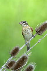 Female Rose breasted Grosbeak (Pheucticus ludovicianus)