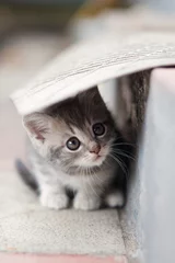 Fototapeten little cute kitten  siting  outdoors © serkucher