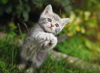 gray little kitten playing on the garden
