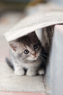 little cute kitten  siting  outdoors