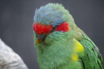 musk lorikeet
