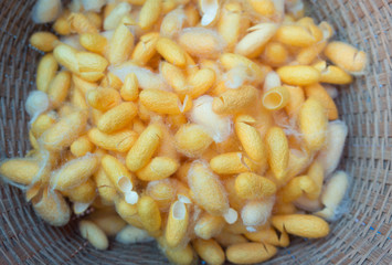 cocoon silkworm many silk worm yellow and white