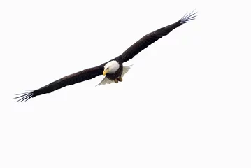 Photo sur Plexiglas Aigle Bald Eagle (Haliaeetus leucocephalus)