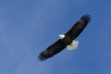 Fototapeta na wymiar Bald Eagle (Haliaeetus leucocephalus)