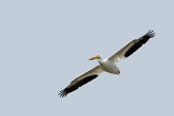 Fototapeta na wymiar American White Pelican (Pelecanus erythrorhynchos)