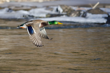 Obraz premium Kaczka krzyżówka latająca nad rzeką zamarzniętą zimą