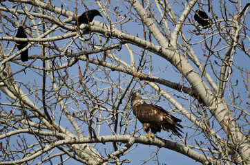 Young Bald Eagle Being Harassed by American Crows