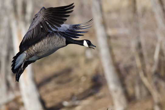 Canada Goose Coming in for a Landing