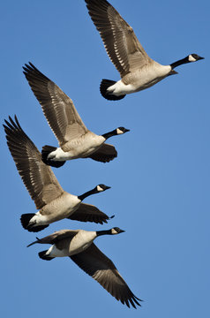 Canada Geese Flying in a Blue Sky