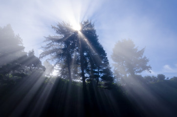 Spirit Tree / Astonishing light peeks through a tree on the coast.