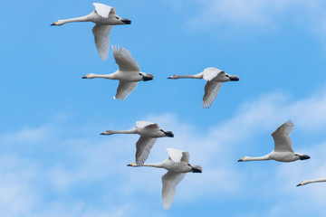 飛ぶ白鳥