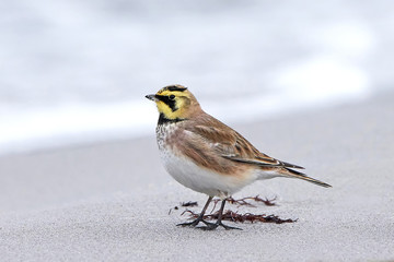 Horned lark (Eremophila alpestris)