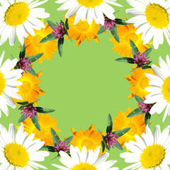 Yellow flower isolated. Marigold 