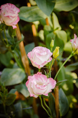 Beautiful pink rose in a garden