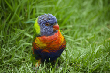 rainbow lorikeet