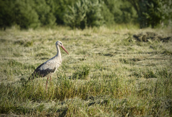 Stork on a meadow