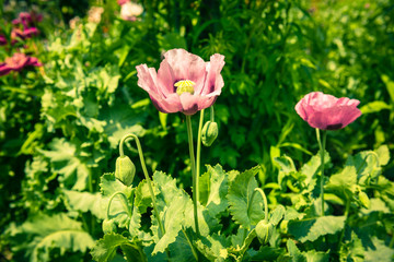 Pink poppy in a summer garden on sunny day