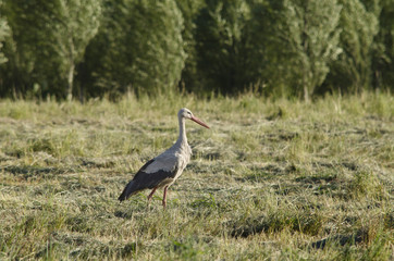 Obraz na płótnie Canvas Stork on a meadow