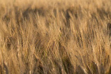 Wheat field