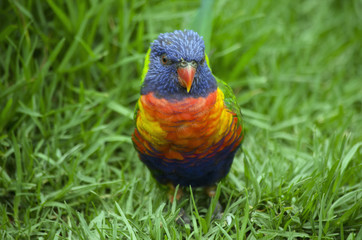 Naklejka premium rainbow lorikeet