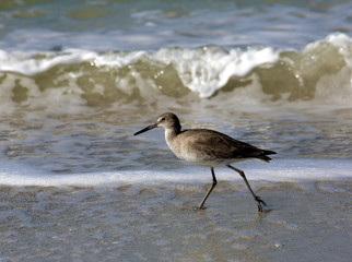 Willet (Catoptrophorus semipalmatus)