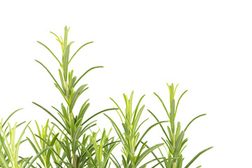 Branches of rosemary on a white background