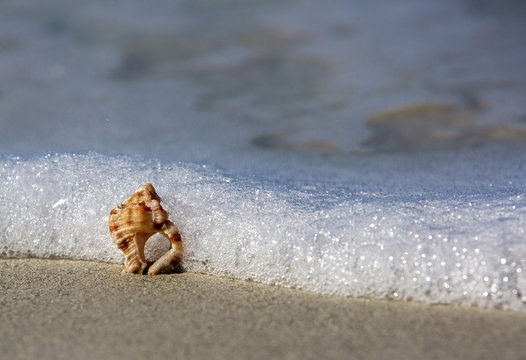 Knobby Whelk Shell (Busycon carica)
