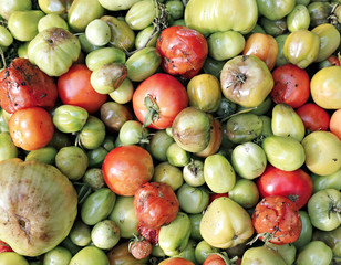 Many of rotten tomatoes